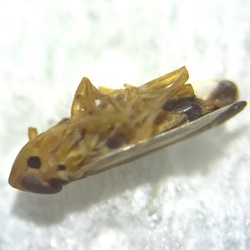 Kelisia yarkonensis